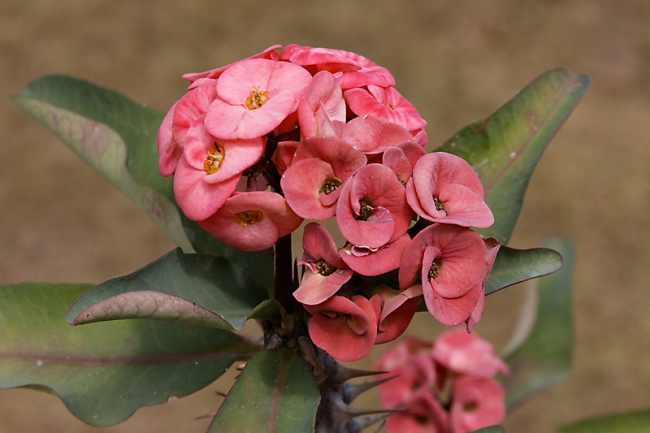 Muang Boran-2008-060